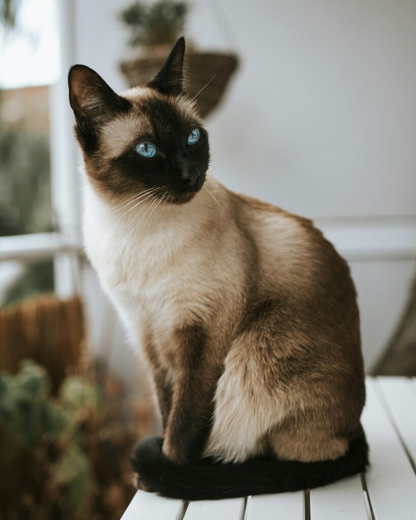 Siamese cats in USA with blue almond eyes