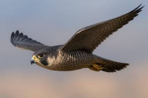 The Agile Hunter: Falcons in Focus